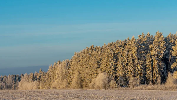 Край Хвойного Леса Снегу Живописный Зимний Пейзаж Лесным Краем Лугом — стоковое фото