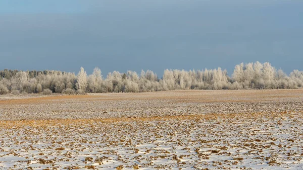 Zimní Zemědělská Krajina Krajina Pod Sněhem Stromy Pozadí Zimní Krajina — Stock fotografie