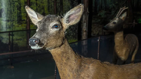 A stuffed female deer looks at us. Dummy of doe as a hunting trophy. Wildlife concepts.