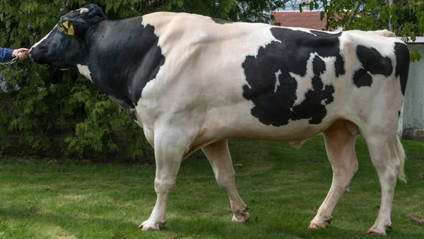 Prachtige Fokstier Boerderij Kraal Stier Producent Het Rek Voor Catalogus — Stockfoto