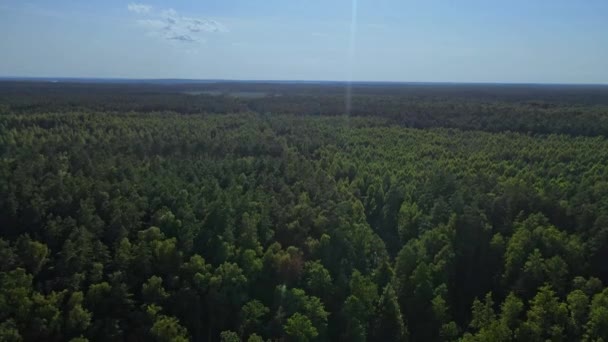 Vue aérienne sur la forêt et la route. Un drone survolant la cime des arbres. Fond naturel en résolution 4K.