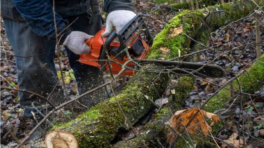 Elektrikli testereli adam yaşlı ağacı kesiyor. Endüstri kavramları.