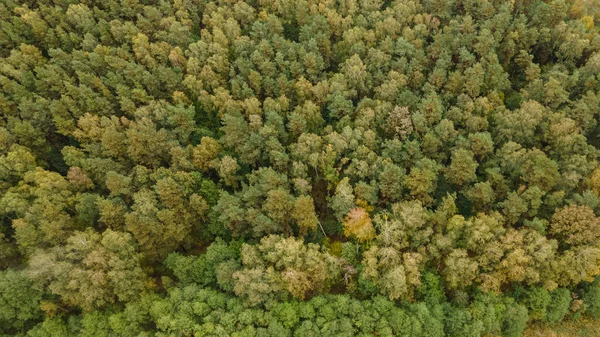 Dramatische Aufnahme Eines Wunderschönen Waldes Mit Üppiger Vegetation — Stockfoto