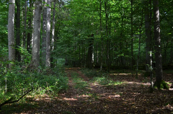 Plan Dramatique Une Belle Forêt Avec Une Végétation Luxuriante — Photo