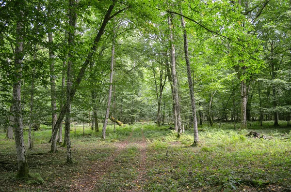 Plan Dramatique Une Belle Forêt Avec Une Végétation Luxuriante — Photo