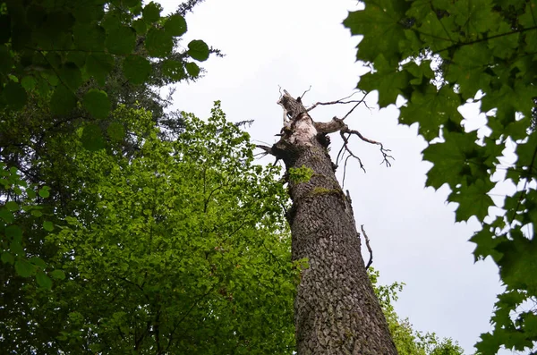 Tronc Arbre Cassé Dans Forêt Tronc Arbre Cassé Concept Contexte — Photo