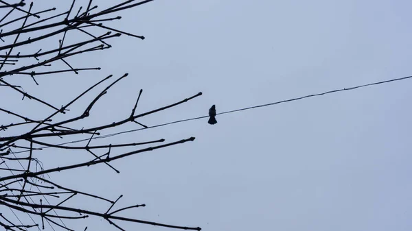 Голые Ветви Деревьев Большая Группа Птиц Летящих Против Голубого Неба — стоковое фото