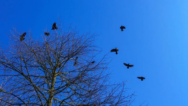 Ramos Árvores Nuas Grande Grupo Pássaros Voando Contra Céu Azul — Fotografia de Stock