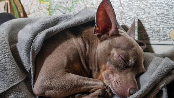 Χαριτωμένο Τεριέ Ξαπλωμένο Μια Γκρι Χνουδωτή Κουβέρτα Και Γλυκά Κοιμάται — Φωτογραφία Αρχείου