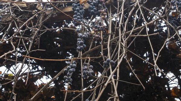 Ramo Selvagem Caule Bagas Secas Uvas Congeladas Sob Neve — Fotografia de Stock