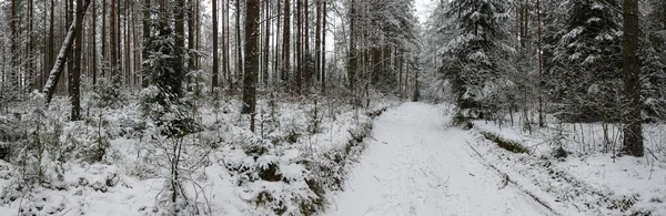 覆盖着积雪的树木的冬季森林全景 森林里雪地的道路 — 图库照片