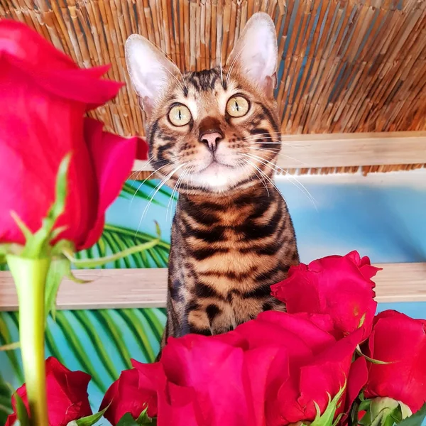 Ung Bengalisk Katt Med Gröna Ögon Ser Grund Röda Blommorna — Stockfoto