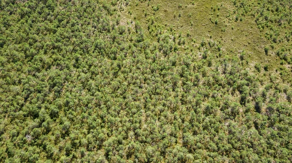 Luftaufnahme Eines Grünen Waldes Textur Und Schöner Hintergrund Hintergrund Natur — Stockfoto