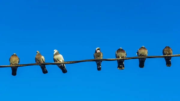 Gołębie Siedzą Elektycznych Drutach Klasycznym Tle Błękitnego Nieba Koncepcja Biznesu — Zdjęcie stockowe