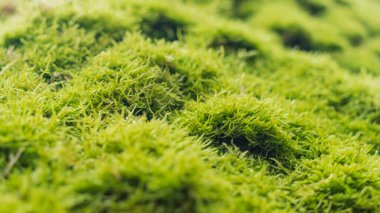 Ağaç kabuğu arka planında yosun örtüsü. Ağaç yüzeyinde yosun dokusu var. Doğa arkaplanı.