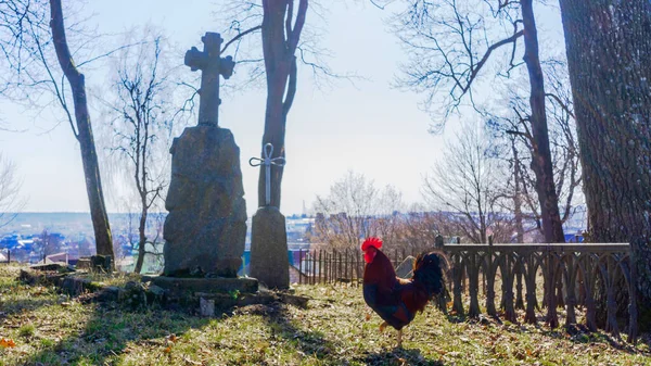 Mystischer Hahn Inmitten Von Grabsteinen Auf Dem Alten Friedhof Tierthema — Stockfoto