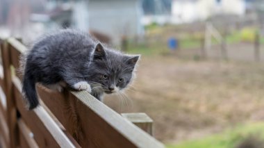 Kitty çitin üzerinde yatıyor. Tahtalardan yapılmış yüksek eski bir çitin üzerinde yatan gri bir kedinin yakın çekimi. Arka plan bulanık. Hayvan kavramları.