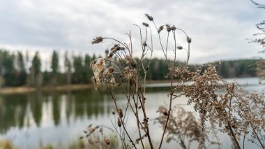 Sakin gölün kıyısındaki kuru çimenler bulutlu havada ormanla çevrilidir. Soyut doğal arkaplan. Bataklık kuru çimenler rüzgarda savruluyor bulutlu havada sakin gölün kıyısında ormanla çevrili.