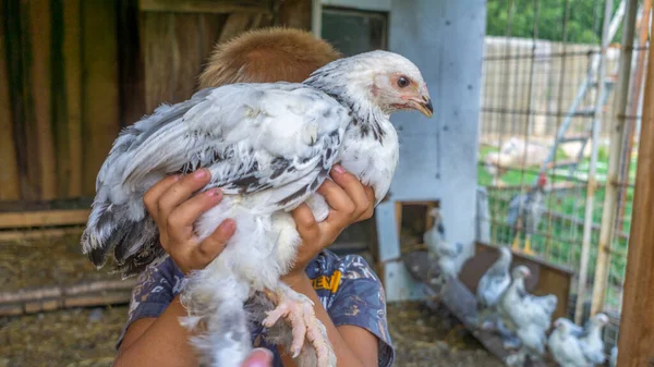 Ragazzo Tiene Mano Pollo Brama Pollame Insolito Una Fattoria Con — Foto Stock