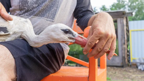 Yaralı bir leyleğin veterineri tarafından yapılan tıbbi muayene. Tek bacaksız ağustos böceği. Seçici odaklı bacak bandajı ile yakın plan..