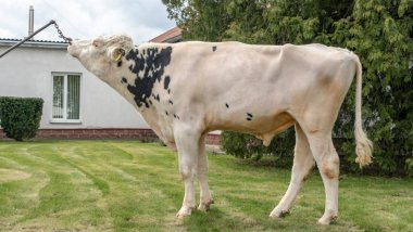 Çiftlikteki kabile boğası. Beyaz boğa Holstein 'in gösteri standındaki bir prodüktörüdür. Çiftlik işi kavramı.