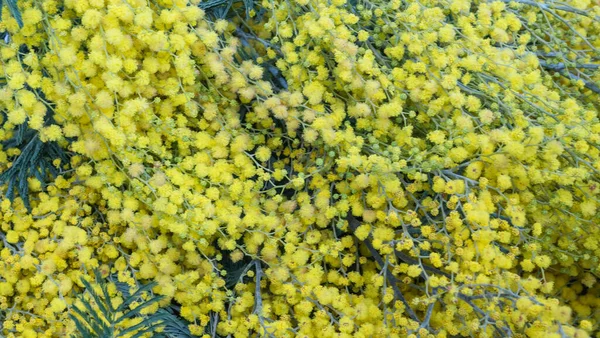 Fleurs Mimosa Acacia Dealbata Fleur Symbole Logo Pour Journée Internationale — Photo