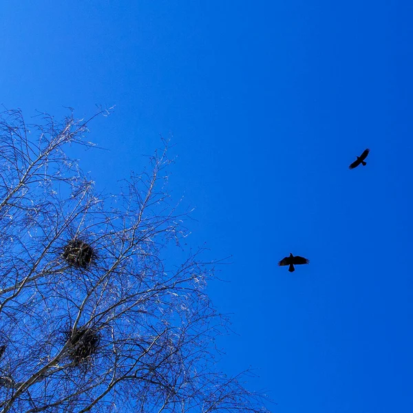 Colônia Pássaros Europeus Jackdaw Uma Colónia Jackdaw Nidificar Alto Copas — Fotografia de Stock