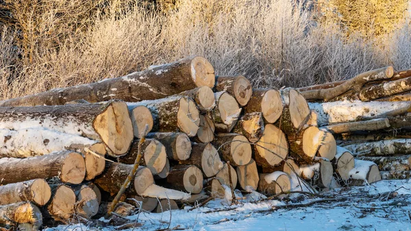 Kışın Ormanda Istiflenmiş Kütükler Dışarıda Karla Kaplı Bir Odun Yığını — Stok fotoğraf