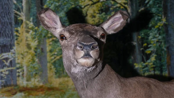 A stuffed female deer looks at us. Dummy of doe as a hunting trophy. Wildlife concepts.