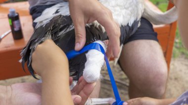 Yaralı bir leyleğin veterineri tarafından yapılan tıbbi muayene. Tek bacaksız ağustos böceği. Seçici odaklı bacak bandajı ile yakın plan..
