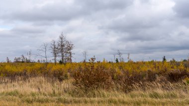 Sonbahar panoraması. Genç ağaçlardan oluşan bir çalı tarlası gri bulutlu bir gökyüzü boyunca uzanıyordu. Doğa konsepti. Dramatik gökyüzü arka planında Copse sahada.