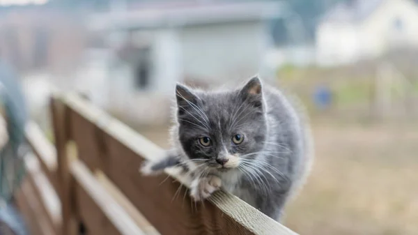キティは柵の上に横たわっている 板で作られた高い古いフェンスに横たわって灰色の猫のクローズアップ 背景がぼやけている 動物の概念 — ストック写真