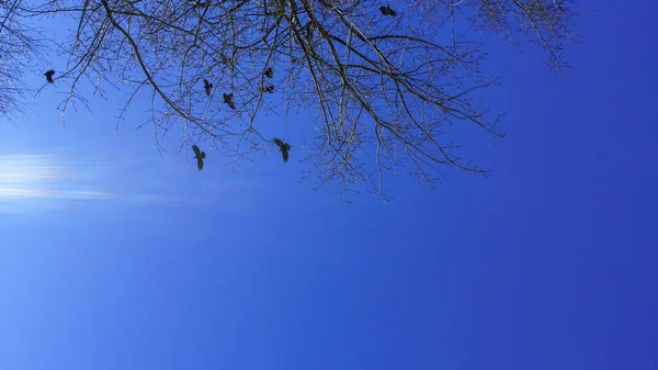 Ramas Desnudas Árboles Contra Cielo Azul Las Aves Conservación Naturaleza —  Fotos de Stock