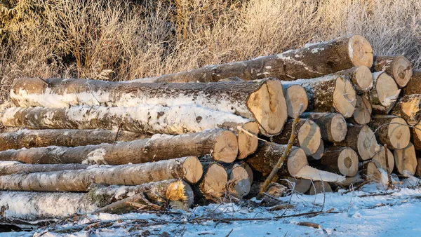 Kışın Ormanda Istiflenmiş Kütükler Dışarıda Karla Kaplı Bir Odun Yığını — Stok fotoğraf