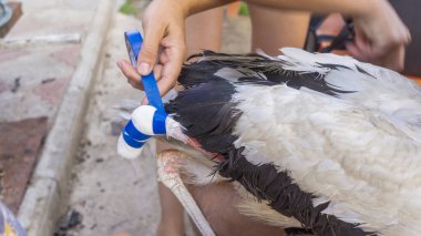 Yaralı bir leyleğin veterineri tarafından yapılan tıbbi muayene. Tek bacaksız ağustos böceği. Seçici odaklı bacak bandajı ile yakın plan..