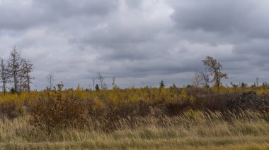 Sonbahar panoraması. Genç ağaçlardan oluşan bir çalı tarlası gri bulutlu bir gökyüzü boyunca uzanıyordu. Doğa konsepti. Dramatik gökyüzü arka planında Copse sahada.
