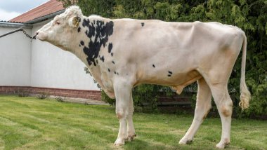 Çiftlikteki kabile boğası. Beyaz boğa Holstein 'in gösteri standındaki bir prodüktörüdür. Çiftlik işi kavramı.