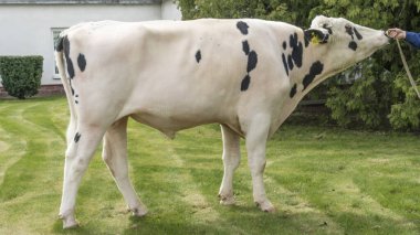 Gösteri rafındaki boğa yapımcısı. Tarım kataloğu için resimler. İneklerin döllenmesi için sperm üretimi. Tarım sektörü kavramı.