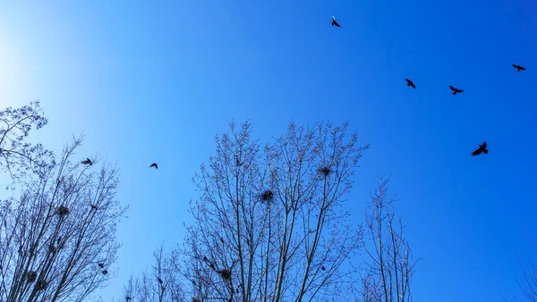 Colony European Jackdaw Birds Kolonie Jackdawů Hnízdící Vysoko Holých Vrcholcích — Stock fotografie