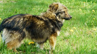 Güneşli bir yaz gününde çimlerin üzerinde mutlu ve aktif bir köpek. Hayvan konsepti. Hayvan teması.