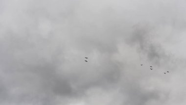 Güvercinler gruplar halinde gökyüzünde uçuyorlar. Gri gökyüzünde uçan güvercin sürüsü. Seçici odaklanma. Bulanık hareket. Mesaj için yer var. Kinayeli kavramlar.