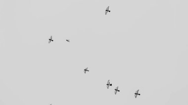 Gökyüzünde grup halinde uçan güvercinlerin siyah ve beyaz görüntüsü. Gri gökyüzünde uçan güvercin sürüsü. Seçici odaklanma. Bulanık hareket. Mesaj için yer var. Kinayeli kavramlar.