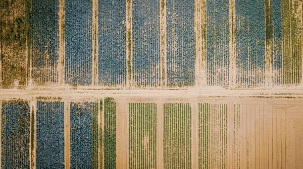 Vue Aérienne Champs Choux Agricoles Multicolores Depuis Drone Contexte Naturel — Photo