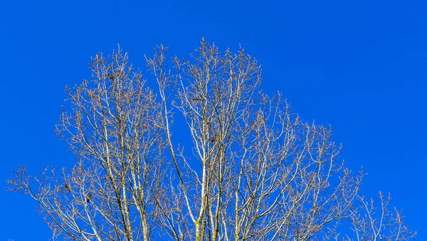 Bezlistne Brunche Klasycznym Tle Niebieskiego Nieba Krajobraz Ekologiczny Sezon Wiosenny — Zdjęcie stockowe