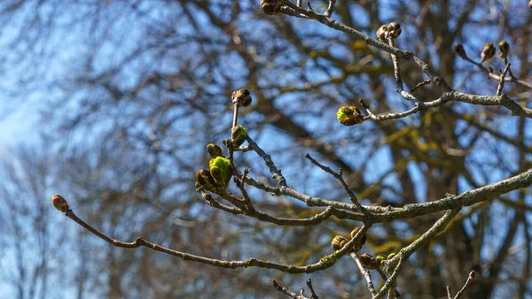 ぼやけた写真だ 自然な背景 木の上の最初の芽 ぼっけ — ストック写真