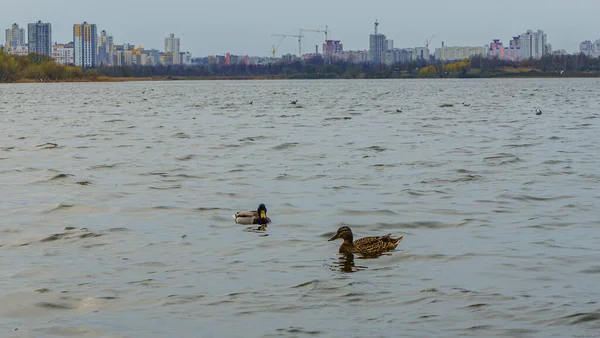 Two Ducks Swimming Lake Cityscape Background Wildlife Concept Space Text — Stock Photo, Image