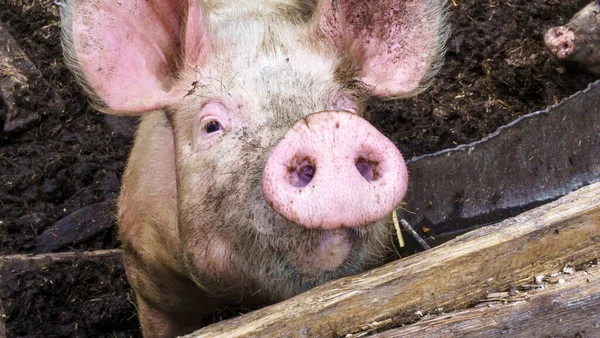 Porcos Engraçados Encerrados Numa Caneta Porco Conceito Terras Agrícolas Espaço — Fotografia de Stock
