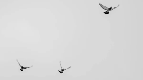 群れで空を飛ぶハトの黒と白の景色 灰色の空を飛ぶハトの群れ 選択的フォーカス 燃えるような動き テキスト用のスペース アレルギーの概念 — ストック写真