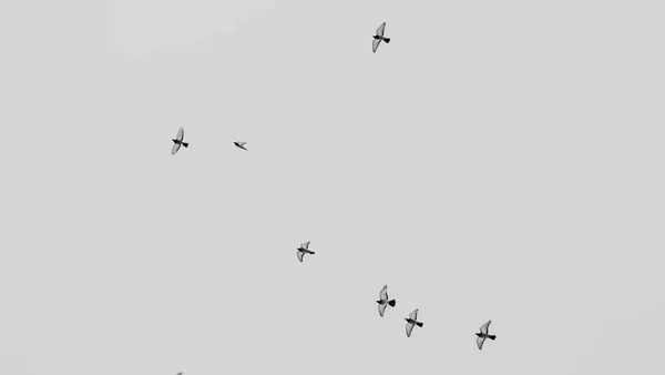 Black White View Pigeons Flying Sky Groups Flock Pigeons Flying — Stock Photo, Image