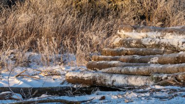 Kışın ormanda istiflenmiş kütükler. Dışarıda karla kaplı bir odun yığını var. Kardaki kereste fabrikası için çam kütükleri. Kışın karlı odun yığınları. Ekolojik problrm ve iş kavramları.